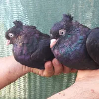 سیاه ابادانی|پرنده|خورموج, |دیوار