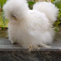 جوجه ابریشمی