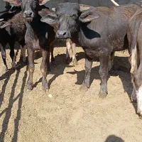 گوساله گاومیش اهوازی.گاو|حیوانات مزرعه|شیراز, نیستان|دیوار