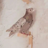 کفتر سرور دم سفیدنربی عیب