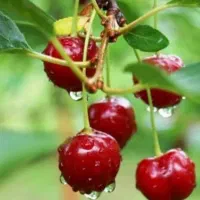 نهال آلبالو مربایی ، درخت آلبالو دوساله. نهالستان|گل و گیاه طبیعی|مشهد, خواجه ربیع|دیوار