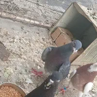 کفتر فروشی
