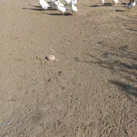 غاز قوغاز|حیوانات مزرعه|قم, لسانی|دیوار