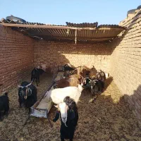 بز و گیسته|حیوانات مزرعه|بیرجند, |دیوار