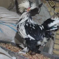 2عدد خروس زینتی یکیش سلطان|پرنده|آران و بیدگل, |دیوار