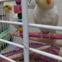 جوجه عروس هلندی|پرنده|تهران, وحیدیه|دیوار