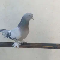 جفت سوسنی بازی کن|پرنده|ارژن, |دیوار