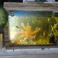 اکواریوم ماهی|ماهی|علیآباد کتول, |دیوار