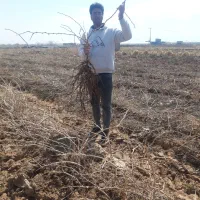 نهال انگور تضمینی با ضمانت کتبی|حراج|خرمدشت, |دیوار