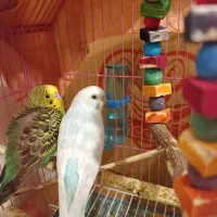 مرغ عشق نرماده