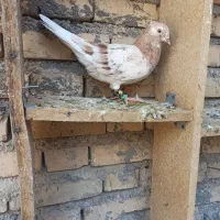 اشل کوهی زرد|حیوانات|اندیمشک, |دیوار