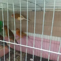 قناری نر وماده سورخ سوخته آماده جفت