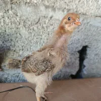 جوجه مرغ