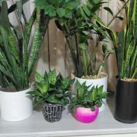 گُل سانسوریا، زاموفیلا|گل و گیاه طبیعی|شاهین‌شهر, فیض|دیوار