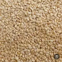 گندم اردی به شرط پخت .درجه یک