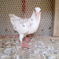 جوجه سرونج نر|پرنده|نیشابور, راه آهن|دیوار
