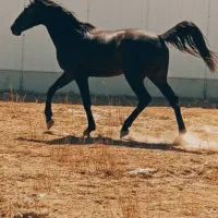 مادیان کرد.   دمگیر|اسب و تجهیزات اسب‌سواری|ملایر, |دیوار