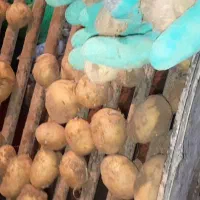 سیب کوزیما روسی مدل ۴۰۵ بدون مریضب