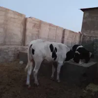 دو گوساله نر