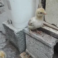 جوجه لاری