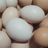 تخم مرغ محلی شمال