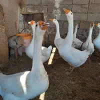 6عددغوغاز