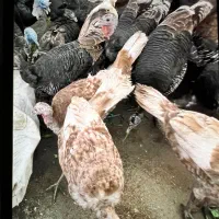 بوقلمون محلی نر و ماده