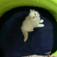 پرشین فلت|گربه|ارومیه, |دیوار