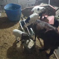 بز با بزغاله