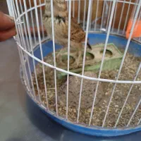 سهره خاکی|پرنده|قم, هفت تیر|دیوار