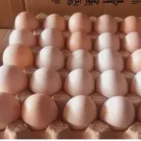 تخم مرغ محلی ارزان(فقط امروز)متن رابخون