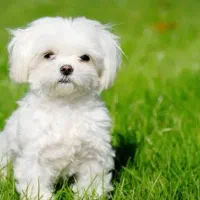 سگ پیدا شده