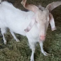 چبش سانن اصل|حیوانات مزرعه|بیرجند, |دیوار