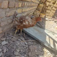 مرغ لاری