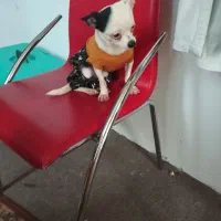 سگ شیواوا ،شیبابا،شی هواهوا،چیواوا|سگ|وحیدیه, |دیوار