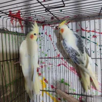 گرینچیک.عروس . خورشیدی.برزیلی.مرغ عشق