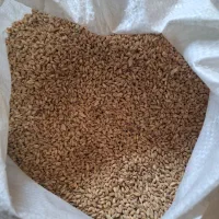 گندم جهت کاشت و پخت