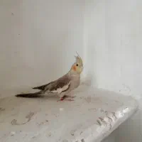 عروس هلندی دونه خور