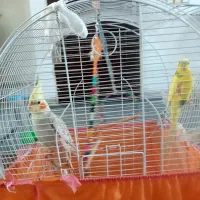 عروس هندی و مرغ عشق