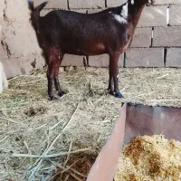 نری وگیسه مایکرد|حیوانات مزرعه|زاهدان, |دیوار