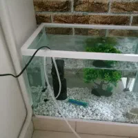فروش آکواریوم به همراه ماهی و وسایل