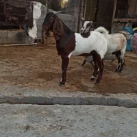 کهره نر دورگ