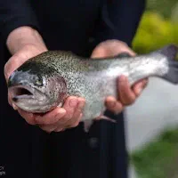 ماهی قزل آلا ۷۰۰ گرم