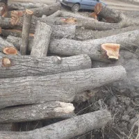 قطع وبرش‌‌درختان|خدمات باغبانی و درختکاری|شهریار, یوسف آباد صیرفی|دیوار