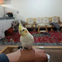 یک عدد عروس هلندی سخنگو جنسیت نر