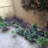 گل وگلدان|گل و گیاه طبیعی|تهران, هروی|دیوار