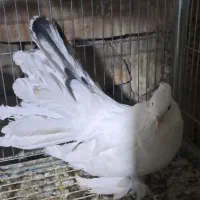 چتری آمریکایی دم رنگی|پرنده|اصفهان, بهاران|دیوار