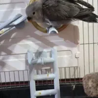 طوطی برزیلی رام|پرنده|سقز, |دیوار