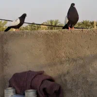 نرماده سینه سیا کوسه