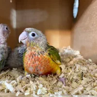 جوجه گرینچیک سرلاکی|پرنده|بجنورد, |دیوار